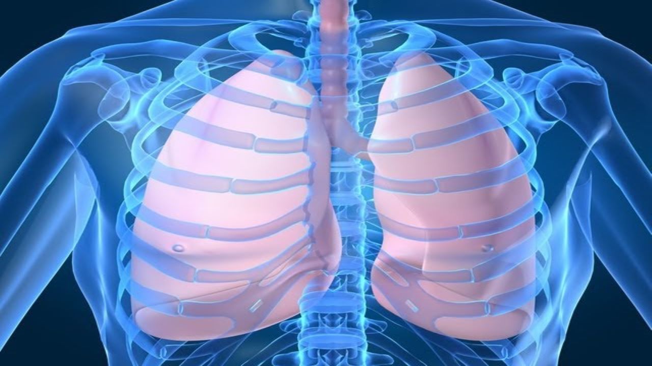 Respiratory System in Humans